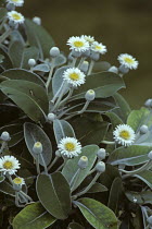 Marlborough rock daisy {Pachystegia insignis} New Zealand
