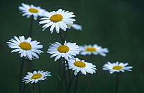 Marguerite / Ox eye daisy {Leucanthemum vulgare / Chrysanthemum leucanthemum} flowers, Belgium