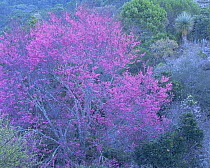 Flowering redbud (Cercis sp) in a heavily vegetated arroyo / valley in the Chihuahuan Desert, Tamaulipas, Mexico