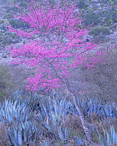 Flowering redbud (Cercis sp) amid agaves (Agave sp) on a north-facing hillside in the Chihuahuan Desert, Tamaulipas, Mexico