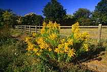 Tall goldenrod {Solidago canadensis} naturalized plants from garden, Kent, UK