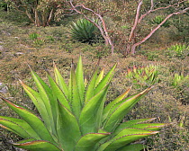 Agave (Agave montana) and Madrone (Arbutus sp) at an altitude of 9200ft at the top of El Borrado in the Sierra Madre Oriental, Mexico