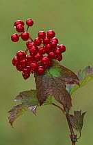 Guelder rose {Viburnum opulus} berries, Derbyshire, UK