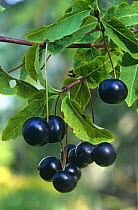 Black berried honeysuckle {Lonicera nigra} berries, Alps, Italy