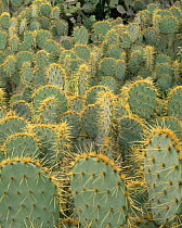 Dense stands of Prickly pear cactus (Opuntia sp) in Tamaulipas, Mexico