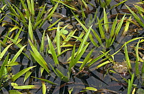 Water soldier plant {Stratoides aloides} growing in shallow water, Norfolk, UK