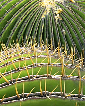 Close-up of two Barrel cacti (Ferocactus acanthodes) in the eastern Chihuahuan Desert, Mexico