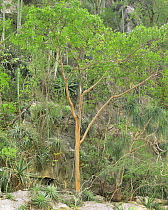 Servilletta Canyon's walls with Gumbo Limbo (Bursera simaruba) trees, bromeliads (Bromeliad sp), agaves (Agave sp) and Prickly pear cacti (Opuntia sp). Tamaulipas, Mexico