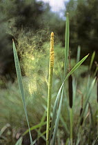 Greater bulrush / reedmace {Typha latifolia} discharging pollen into the air, UK