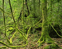 Moss covered, vine-entangled cloud forest in El Cielo Biosphere Reserve, Tamaulipas, Mexico