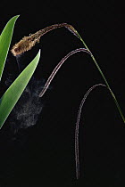 Pendulous sedge {Carex pendula} discharging pollen into the air, UK