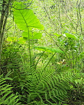 Broad leafed Xanthosoma sp and ferns in the cloud forest of El Cielo Biosphere Reserve, Tamaulipas, Mexico