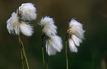 Common cotton grass {Eriophorum angustifolium} seed heads, Belgium