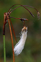 Cotton grass {Eriophorum vaginatum} seed head, Dorset, UK