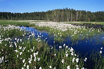Cotton grass {Eriophorum vaginatum} seed heads, Kozienicki NP, Poland