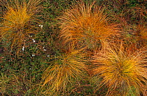 Deer grass {Trichophorum cespitosum} in autumn, Alsop Moor, Derbyshire, UK