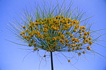 Papyrus flower head {Cyperus papyrus} Botswana