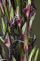 Purple moor grass {Molinia caerulea} close up of flowers, Scotland, UK