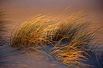 Marram grass {Ammophila arenaria} growing on sand dunes, Camargue, France