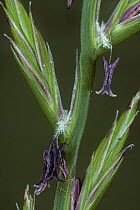 Perennial rye grass {Lolium perenne} close up of flowers showing stamens, Scotland, UK