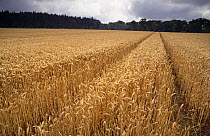 Field of winter sown Wheat {Triticum aestivum} ripening, Lothian, Scotland, UK