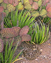 Gopher snake (Pituophis sp) amongst Lechuguilla (Agave lechuguilla) and prickly pear cacti (Opuntia macrocentra), Maderas del Carmen Natural Reserve, Mexico