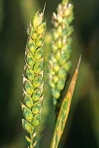 Close up of seed head of Wheat {Triticum aestivum} UK