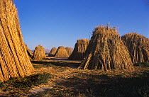 Stooks of harvested Giant reed {Arundo donax} Spain