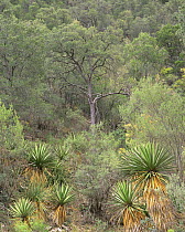 Yucca plants growing amid Pinyon pines (Pinus edulis) and oaks (Quercus sp) in the forests of Maderas del Carmen Natural Reserve, Mexico