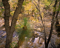 Soaptree yucca (Yucca elata) plant and oaks (Quercus sp) on the rocky banks of a stream in San Isidro Canyon, Maderas del Carmen Natural Reserve, Mexico