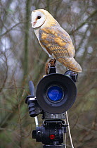 Captive Barn owl {Tyto alba} perched on camera, UK