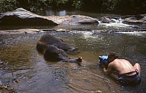Simon King filming young Indian elephant cooling off in a river, India