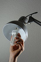 Person fitting low-energy light bulb into lamp fitting