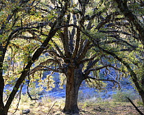 Oak tree (Quercus sp) in the San Isidro Canyon, Maderas del Carmen Natural Preserve, Coahuila, Mexico