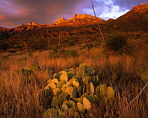 Prickly pear cactus (Opuntia engelmannii) and Sotol (Dasylirion leiophyllum) with the sun setting over rocky outcrops in the Sierra Carmen. Maderas del Carmen Natural Preserve, Coahuila, Mexico