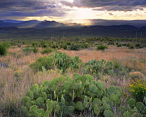 Prickly pear cactus (Opuntia engelmannii) amid grassland and and Sotol (Dasylirion leiophyllum) plants, with the sun setting over distant ridges in the Sierra Carmen. Maderas del Carmen Natural Preser...