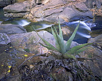 Agave / Harvard's Century Plant (Agave havardiana) beside a stream in San Isidro Canyon. Maderas del Carmen Natural Preserve, Coahuila, Mexico