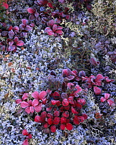 Frost covered Kinnikinnick bush / Common bearberry (Arctostaphylos uva-ursi) amongst lichen. Denali National Park, Alaska
