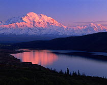 Mount McKinley reflected in Wonder Lake at sunset, with silhouetted Black Spruce (Picea mariana). Denali National Park, Alaska