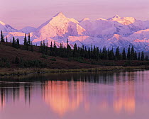 Mount Brooks reflected in Wonder Lake at sunset, with Black Spruce trees (Picea mariana). Denali National Park, Alaska
