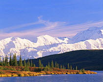 Mount McKinley and Black Spruce trees (Picea mariana) viewed from Wonder Lake, Denali National Park, Alaska