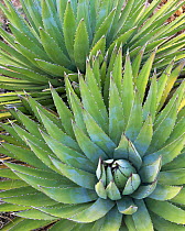 Close-up of two Agaves (Agave utahensis) in Grand Canyon National Park, Arizona