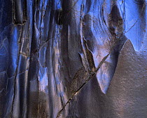 Vishnu's Schist with a polished blue-black sheen, in Inner Gorge, Grand Canyon National Park, Arizona