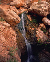 A waterfall cascades through Elves Chasm, amongst Cardinal Monkey flowers (Mimulus cardinalis), in Grand Canyon National Park, Arizona