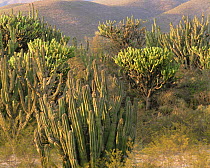 Flowering Garambullo (Myrtillocactus geometrizans) and Pitaya (Stenocereus griseus) amid creosote (Larrea tridentata) in the Chihuahuan Desert, Tamaulipas, Mexico