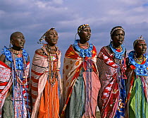 Masai women villagers wearing traditional beads and clothes perform tribal songs. Masai Mara National Reserve, Kenya