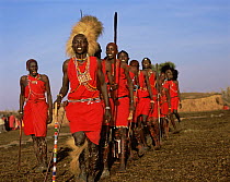 Masai warriors in full ceremonial dress, entering village in a line, to dance. Masai Mara National Reserve, Kenya