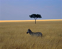 Common zebra (Equus burchellii) in grassland, with a band of sunlight on the horizon, and a lone acacia tree (Egyptica baratites). Masai Mara National Reserve, Kenya