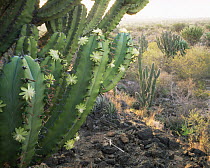 Flowering Garambullo cactus (Myrtillocactus geometrizans) and Pitaya (Stenocereus griseus) amid creosote (Larrea tridentata) in the Chihuahuan Desert, Tamaulipas, Mexico