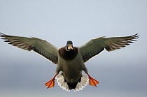 Male mallard duck (Anas platyrhynchos) landing with spread wings and legs to break its speed. Walthamstow reservoir, London, UK